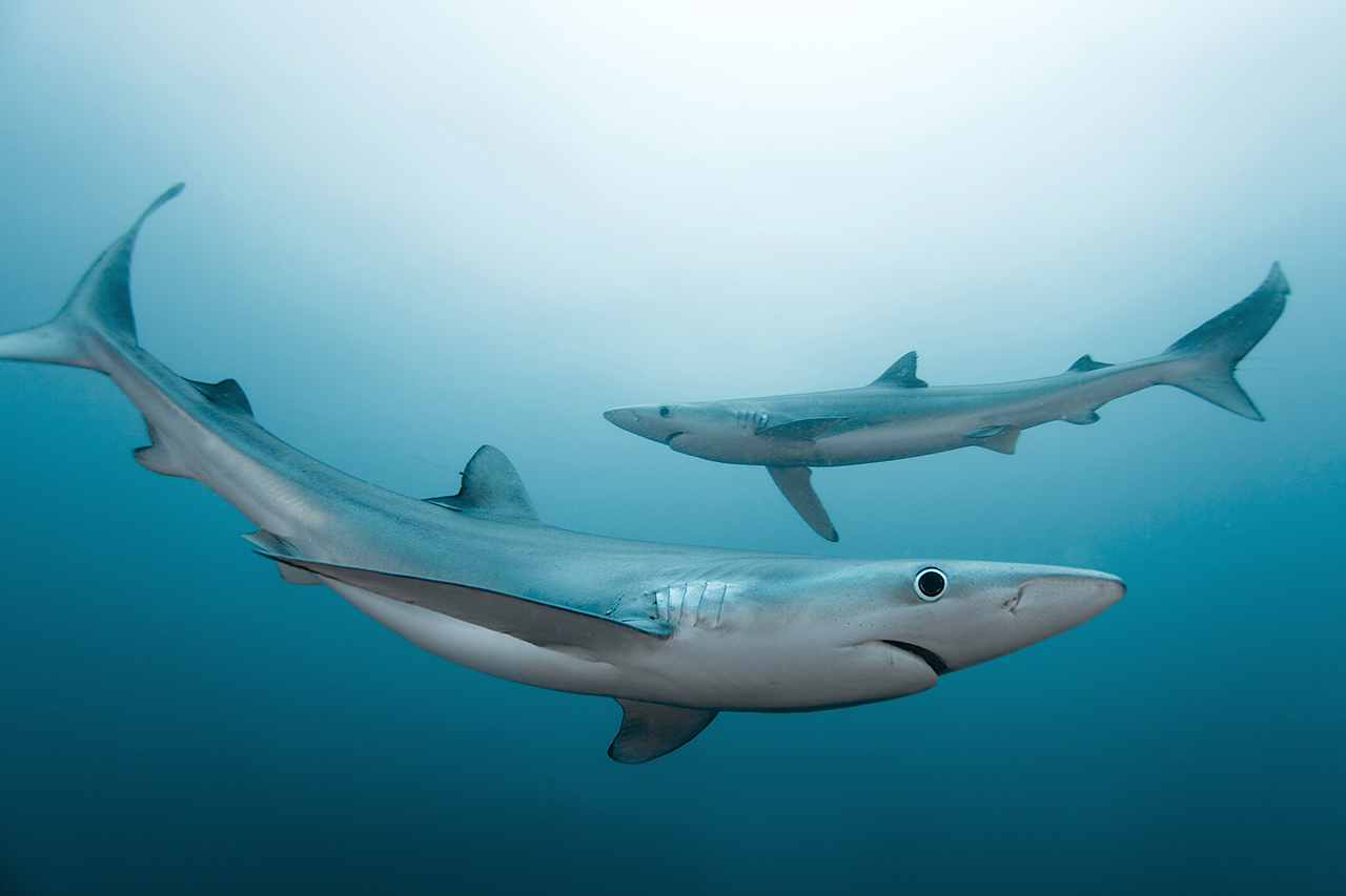 sharks - mikhail korostelev